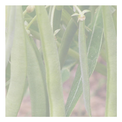 WINDSOR LONG POD 0.5kg (500g)