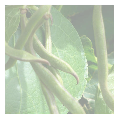 SCARLET EMPEROR 1kg (1000g)