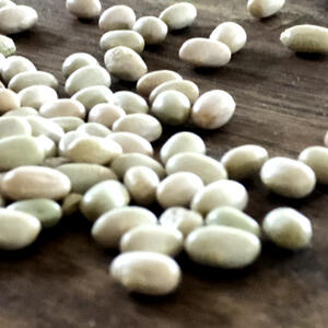 WHITE HOOD (Tepary Bean)  