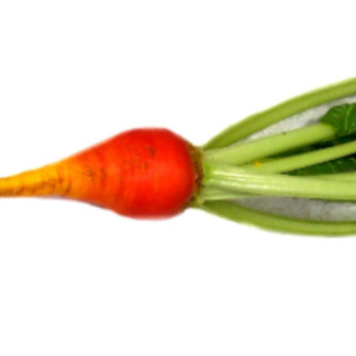 SUGARBEET