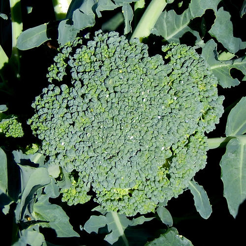 GREEN SPROUTING CALABRESE