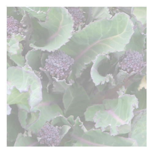 PURPLE SPROUTING EARLY 0.1kg (100g)