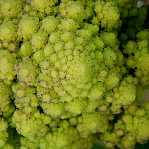 ROMANESCO