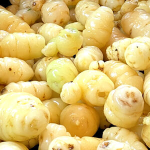 NEW ZEALAND YAM - Cygent Yellow (5 Tubers)