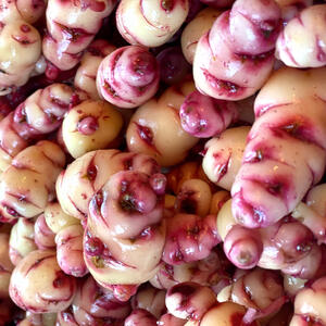 NEW ZEALAND YAM - Provenance Pink (5 Tubers)
