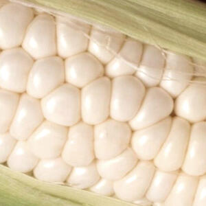 COUNTRY GENTLEMAN (Sweet, Maize)