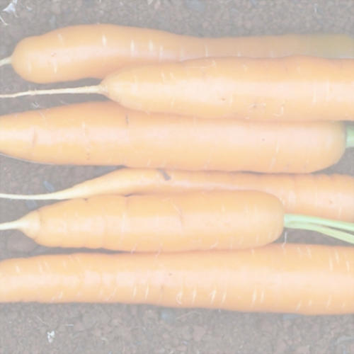 AMSTERDAM (Carrot) 0.1kg (100g)