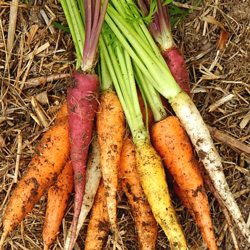 HEIRLOOM MIX (Carrot)
