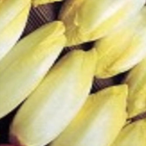 CHICORY - WITLOF