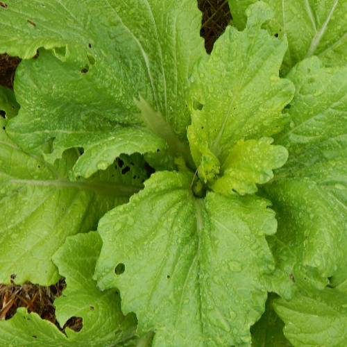 GAI CHOI