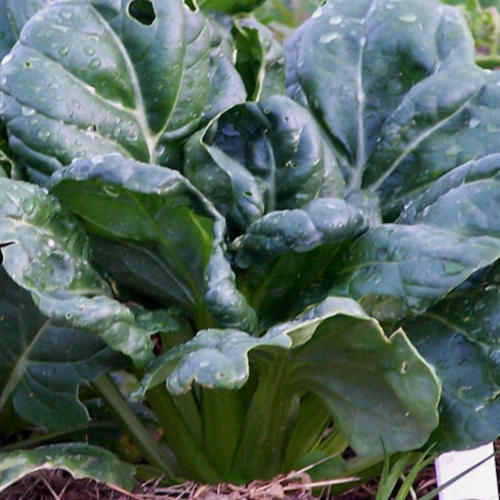 TATSOI