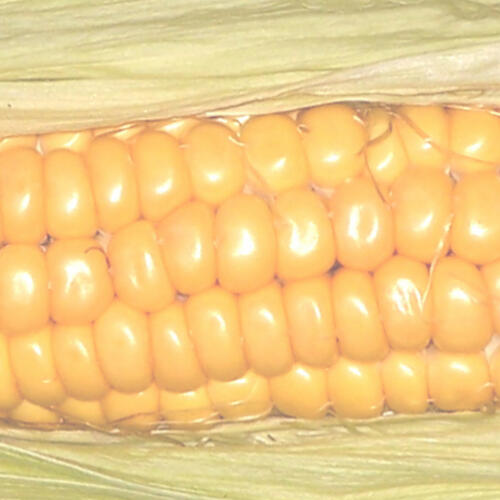 GOLDEN BANTAM 0.1kg (100g)