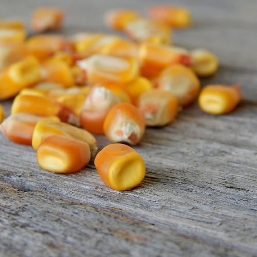 YELLOW DENT (Maize)