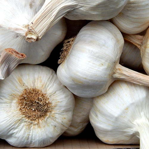 ITALIAN WHITE (Garlic)