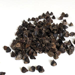 BUCKWHEAT (Green Manure / Field Crop / Grain)