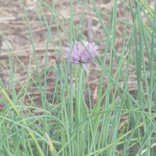 CHIVES - COMMON 0.01kg (10g)