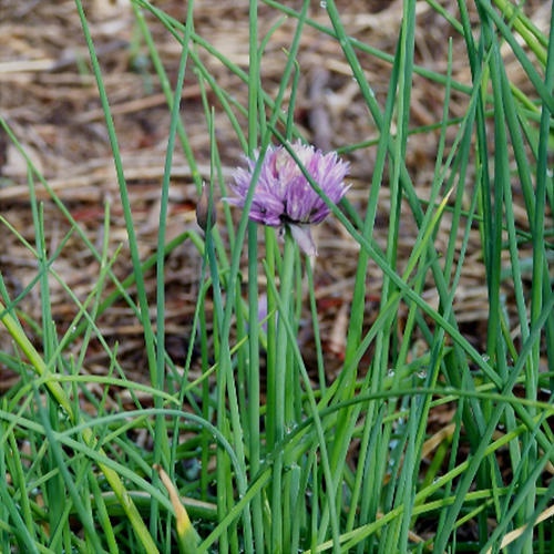 CHIVES - COMMON