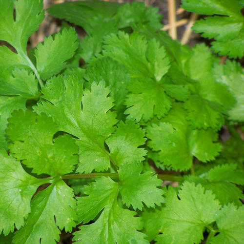 CORIANDER