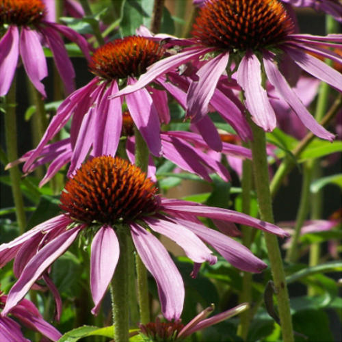 ECHINACEA