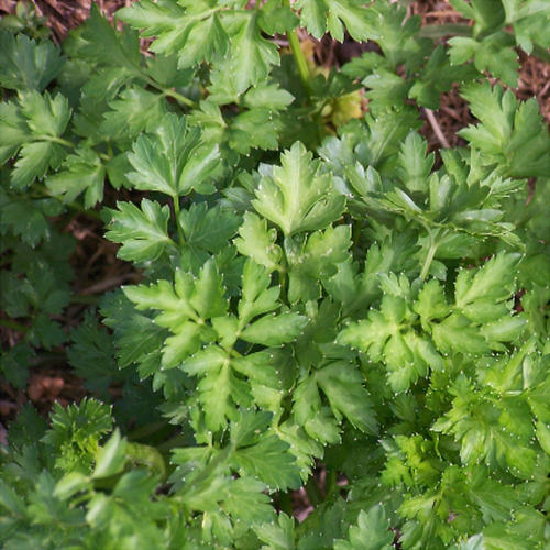 PARSLEY - ITALIAN