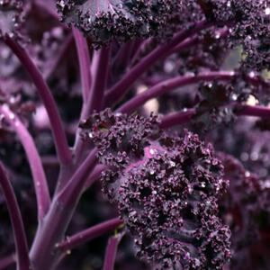 BORECOLE - RED KALE