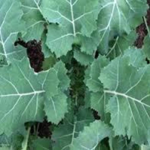 EARLY HANOVER (Kale) 0.01kg (10g)