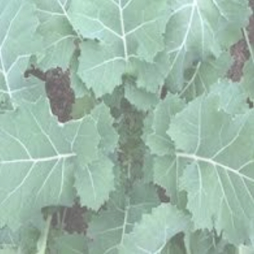 EARLY HANOVER (Kale) 0.02kg (20g)