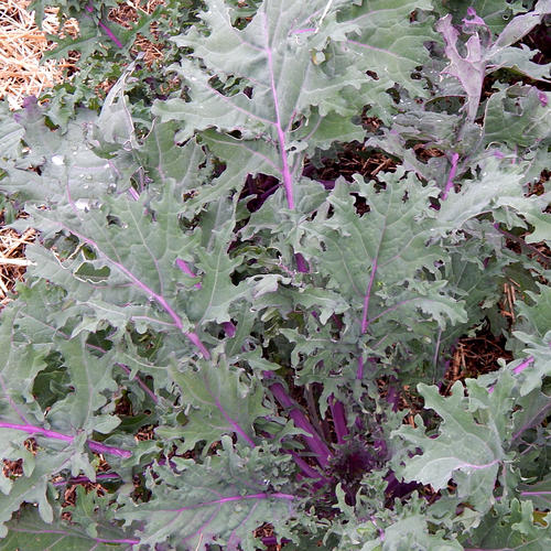RED RUSSIAN (Kale)