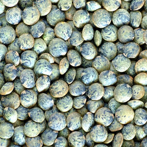 PUY LENTIL