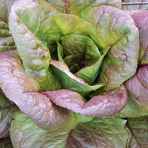 CIMMARON