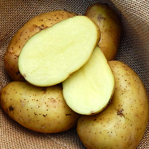 SPUNTA - 1kg