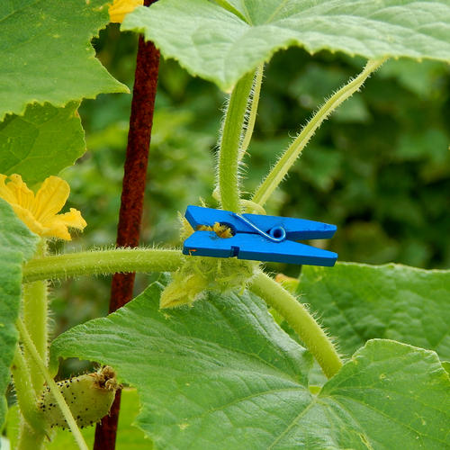 MINI PEGS (for Hand Pollinating Cucumbers & Melon) Blue - Pack of 50