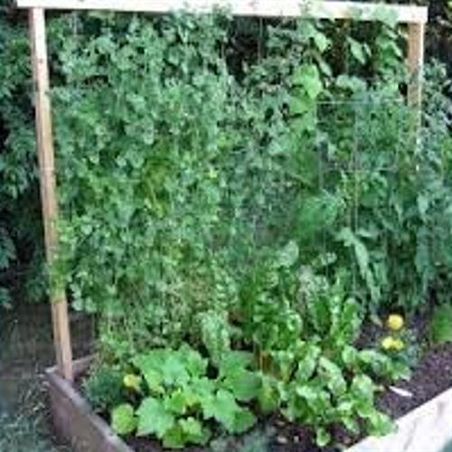 JUTE PEA & BEAN NETTING - 2.7m
