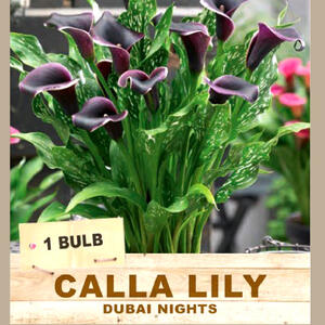 CALLA LILY 'Dubai Nights' (1 Bulb)