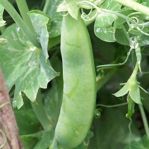 GREENFEAST