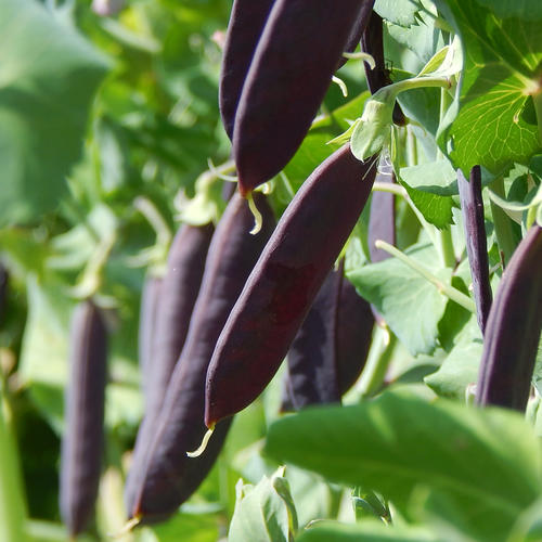 PURPLE PODDED 