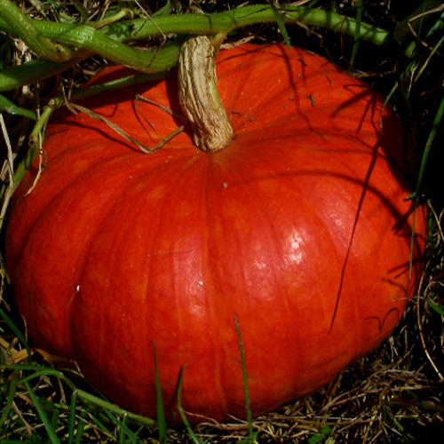 ROUGE VIF D'ETAMPES