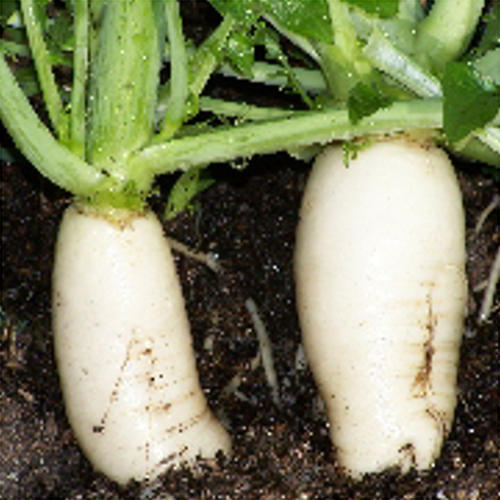 DAIKON