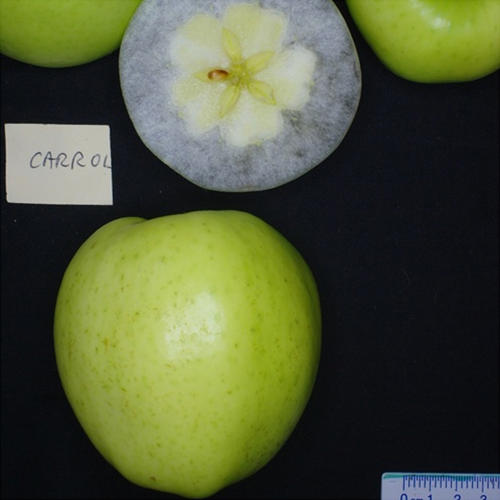 CARROLL (Scion)