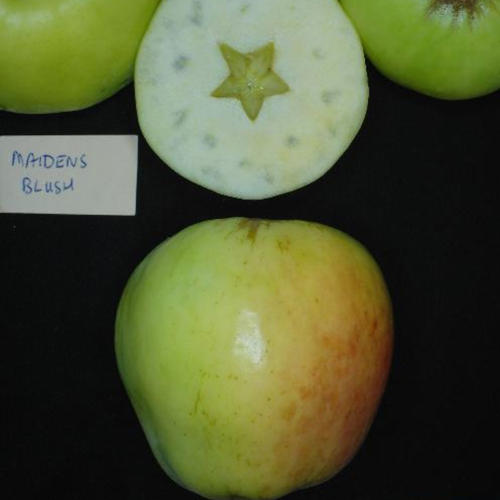 MAIDENS BLUSH (Scion)