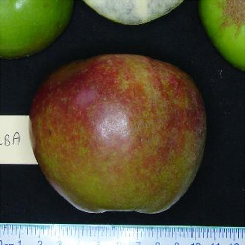 MELBA (Scion)