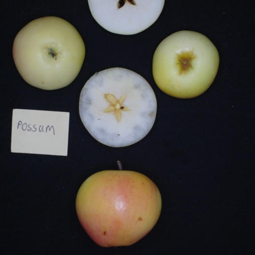 POSSUM (POUND) (Scion)