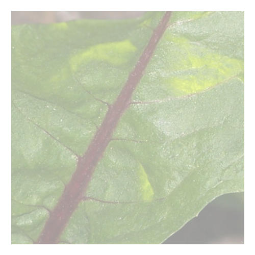 DANDELION - RED RIB 0.05kg (50g)
