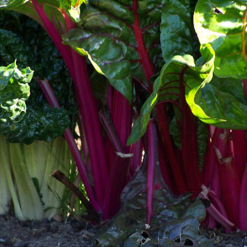 RAINBOW CHARD