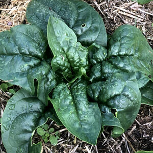 BLOOMSDALE LONGSTANDING