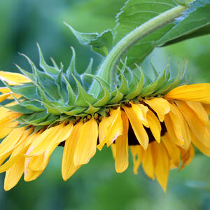 GIANT RUSSIAN (Sunflower) 