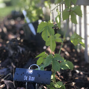 HOPS (Rhizome) - DR RUDI